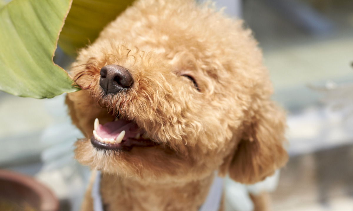 笑っているような犬